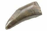 Serrated, Megalosaurid (Marshosaurus) Tooth - Colorado #222499-1